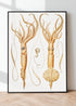 squid poster print